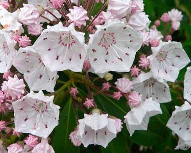Mountain laurel flowers Mountain laurel flowers; official state flower of Pennsylvania and Connecticut
