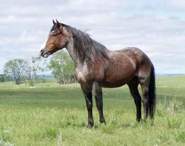 Nokota horse stallion