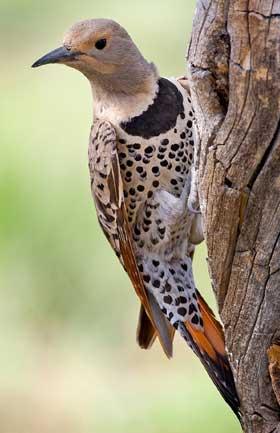 Northern flicker woodpecker (yellowhammer) Northern flicker woodpecker (yellowhammer)