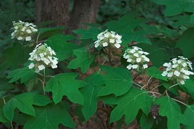 Oak-leaf hydrangea; the state wildflower of Alabama