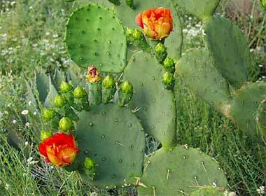 Prickly Pear Cactus in bloom