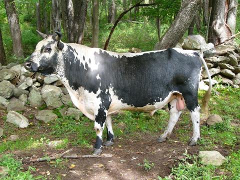 Randall-cattle-Bull.jpg | State Symbols USA