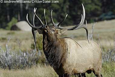 Rocky Mountain elk bull Rocky Mountain elk bull