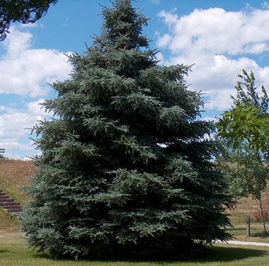 Black Hills spruce Black Hills white spruce tree