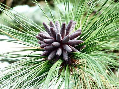 Southern longleaf pine cones Southern longleaf pine cones