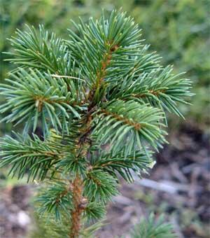 Sitka spruce seedling