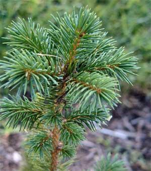 Sitka spruce seedling Sitka spruce seedling