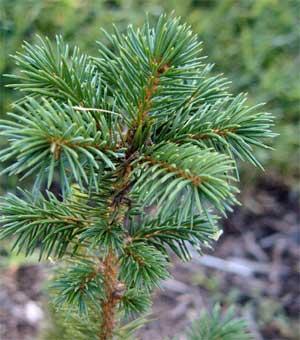 Alaska State Tree Sitka Spruce