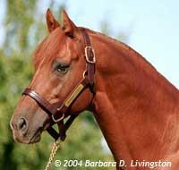 Thoroughbred horse Thoroughbred horse