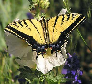 Two-tailed swallowtail butterfly (Papilio multicaudata) Two-tailed swallowtail butterfly (Papilio multicaudata)