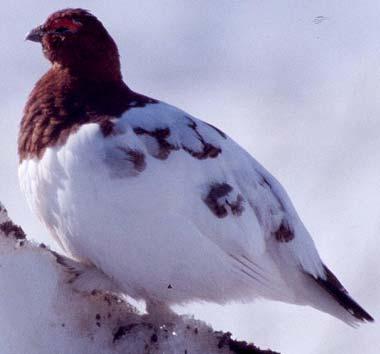 Molting willow ptarmigan Molting willow ptarmigan