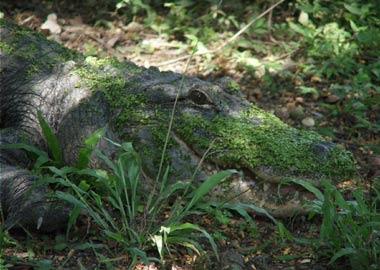 Florida State Reptile | American Alligator