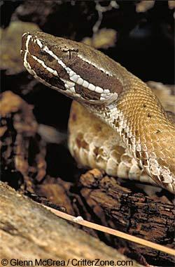 Arizona State Reptile | Arizona Ridge-Nosed Rattlesnake