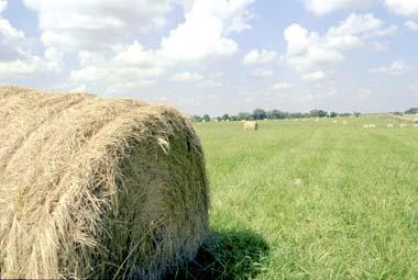 Bale of Hay Bale of hay