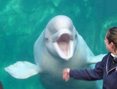 Beluga whale at Mystic Aquarium in Connecticut Beluga whale at Mystic Aquarium in Connecticut