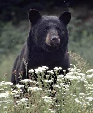 Black bear in flowers Black bear - a state symbol of WV, LA, NM