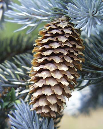 Colorado Blue Spruce (Picea pungens) needles and cone