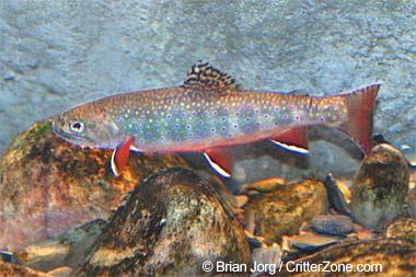 Brook trout Brook trout