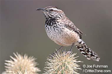 Arizona state bird Arizona state bird - cactus wren