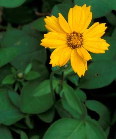 Coreopsis flower Coreopsis flower