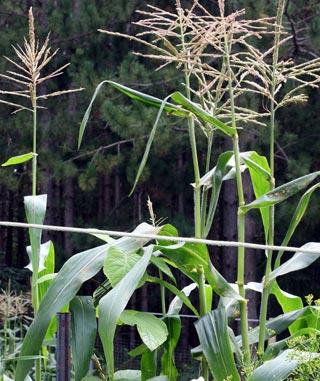 Corn plants Corn plants