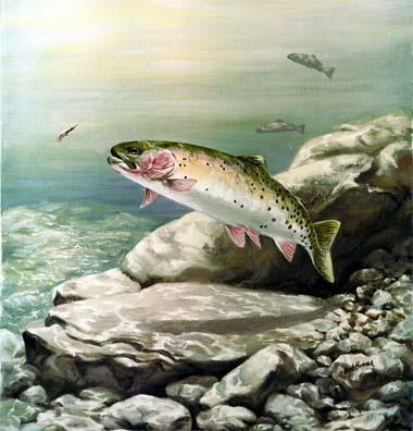 Greenback cutthroat trout