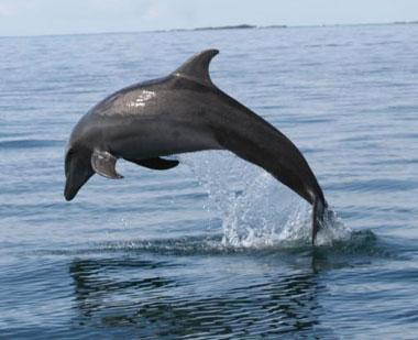 Dolphin jump Dolphin jump