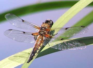 Four-Spot Skimmer Dragonfly