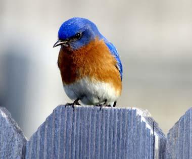 Male Eastern bluebird Male Eastern bluebird