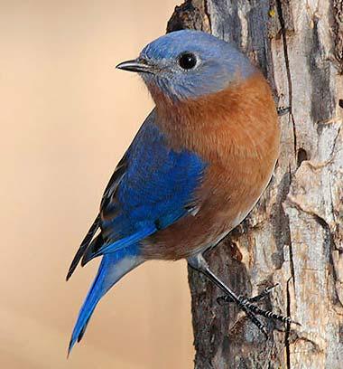 Eastern bluebird Eastern bluebird