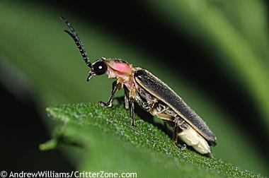 firefly eastern critterzone andrew reserved williams rights nature animal photography used statesymbolsusa