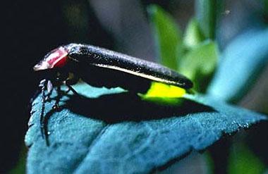 Pennsylvania firefly flashing its light Pennsylvania firefly flashing its light
