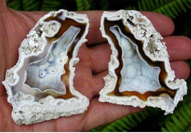 Florida agatized coral Florida agatized coral