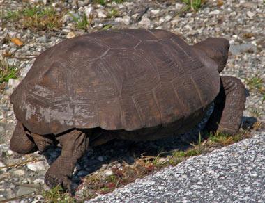 Image for Gopher Tortoise | State Symbols USA