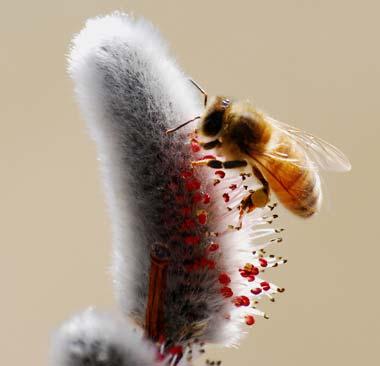 Honeybee on willow bloom Honeybee on willow bloom
