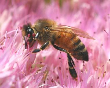 Honeybee on flower Honeybee on flower