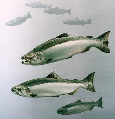 King Salmon King Salmon