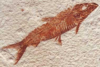 knightia fossil knightia fossil