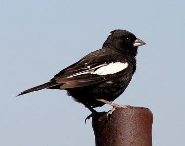Lark bunting Lark bunting; Colorado state bird