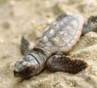 Loggerhead sea turtle hatchling Loggerhead sea turtle hatchling