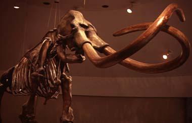 Woolly mammoth fossil Woolly mammoth fossil