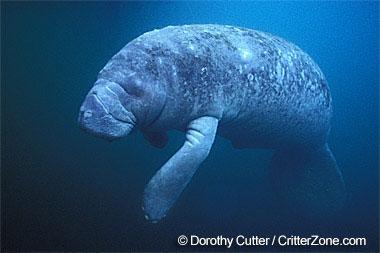 Florida State Marine Mammal | Manatee