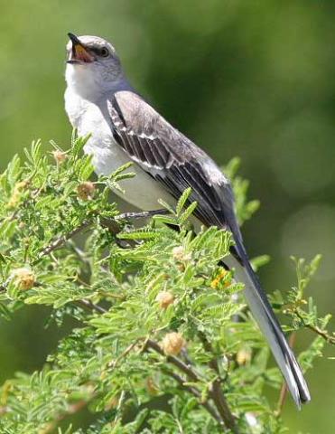 Northern mockingbird on mesquite branch