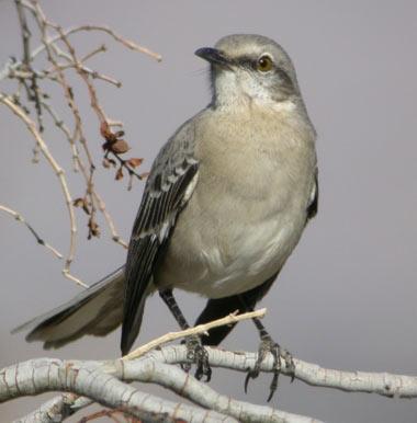 is the mockingbird floridas state bird