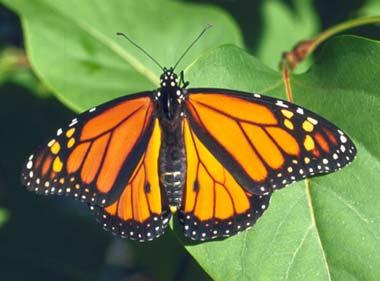 Male monarch butterfly Male monarch butterfly