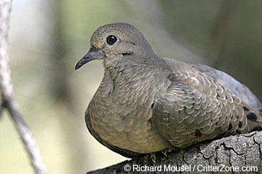 Mourning dove Mourning dove