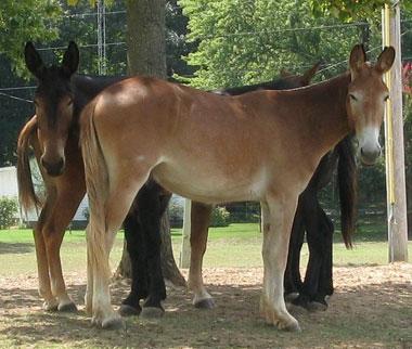 Mules Mules