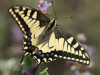 Oregon swallowtail butterfly Oregon swallowtail butterfly