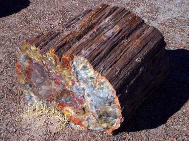 Petrified wood log at Petrified Forest National Park AZ Petrified wood log at Petrified Forest National Park AZ