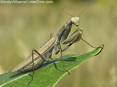 European praying mantis European praying mantis